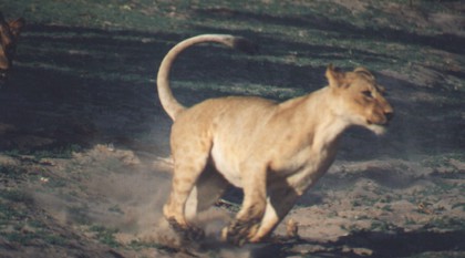 Safari Lion Parc Kruger Carpe Diem Travel
