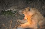Lions Parc Kruger Idube Sabi Sand Carpe Diem Travel
